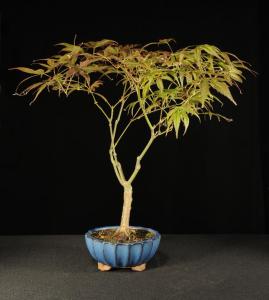 Acer palmatum - Japán juhar (15cm-es tálban)