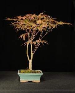 Acer palmatum - Japán juhar (15cm-es tálban) 2.