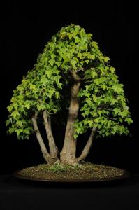 Acer buergerianum-Háromerű juhar