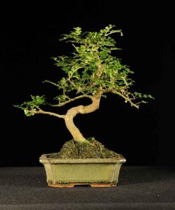 Zanthoxyllum piperitum- Borsfa 20S (20 cm-es tálban)