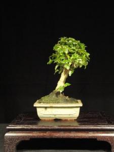 Ligustrum chinensis- Kínai fagyal 15B (15 cm-es tálban)