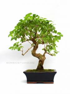 Ligustrum chinensis- Kínai fagyal 20S (20 cm-es tálban)