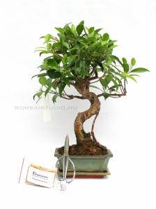 Bonsai ajándék csomag 04.