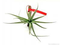 Tillandsia aeranthos- szilfán