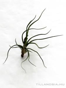 Tillandsia bulbosa