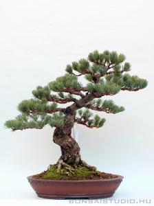 Pinus parviflora 10.