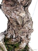 Pinus parviflora 10.}