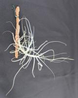 Tillandsia caerulea- szilfán