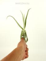 Tillandsia duratii