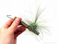 Tillandsia fuchsii forma gracilis