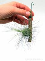Tillandsia fuchsii forma gracilis}
