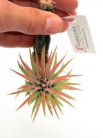 Tillandsia ionantha 'Rubra'