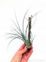 Tillandsia juncea