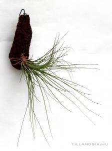 Tillandsia juncifolia