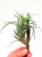 Tillandsia neglecta- szilfán