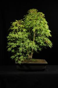 Acer palmatum 1.