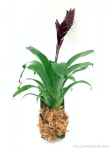 Mini bromélia parafán 05.