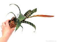 Mini bromélia parafán 06.