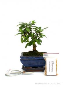 Bonsai ajándék csomag 24.