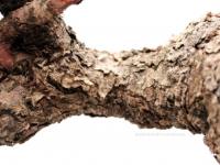 Larix decidua kaszkád bonsai