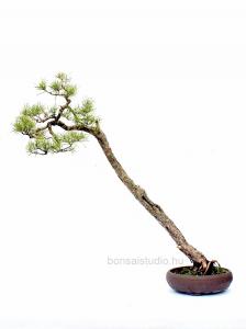 pinus, fenyo, yamadori, bonsai pinus fenyo yamadori bonsai