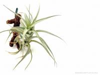 Tillandsia albida 01.