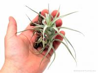 Tillandsia albida 01.}