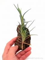 Tillandsia albertiana 01.