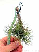 Tillandsia andreana telep 01.