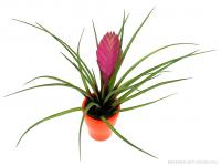 Tillandsia cyanea mázas kaspóban 03.