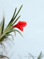 Tillandsia albertiana telep