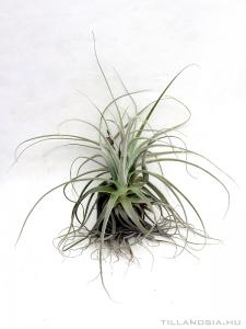 Tillandsia straminea