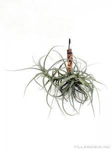 Tillandsia straminea x mallemontii