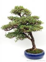 Rhododendron indicum 'Kinsai' - Satsuki azálea bonsai