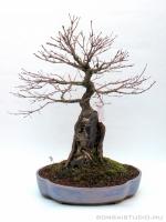 Acer palmatum - Japán juhar bonsai sekijoju stílusban}
