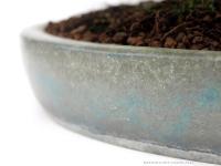 Acer palmatum - Japán juhar bonsai - 79cm