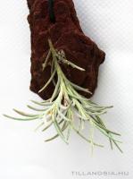 Tillandsia capillaris 2