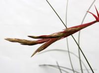 Tillandsia hammerii
