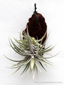 Tillandsia sucrei