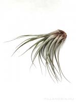 Tillandsia fasciculata L - kötözetlen