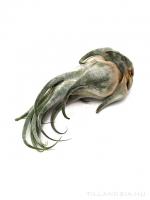 Tillandsia seleriana L - kötözetlen