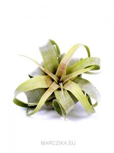 Tillandsia streptophylla S - kötözetlen