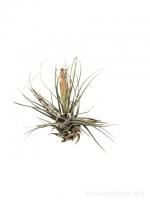 Tillandsia velickiana L - kötözetlen