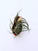 Tillandsia pruinosa