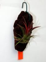 Tillandsia ionantha 'Fuego'