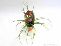 Tillandsia cyanea - rózsaszín kalászos 01.