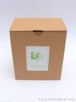 Dobozos airplant 01. - Tillandsia streptophylla}