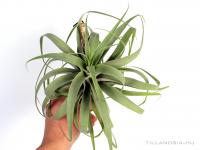 Tillandsia cacticola 'Bright Leaf' 01.}