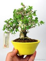 Lonicera sp. shohin bonsai 02.