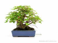 Acer buergerianum - Háromerű juhar shohin bonsai 01.